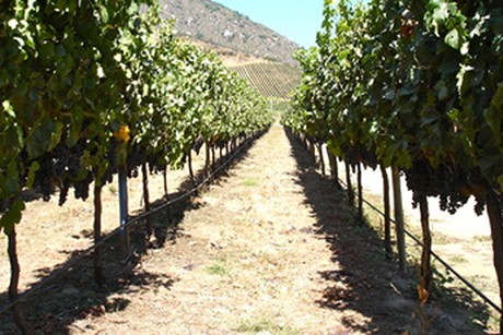 Weinland Chile - chilenischer Wein