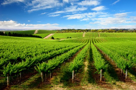 Weinland Australien - australischer Wein