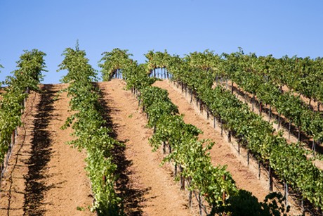 Weinland USA - kalifornischer Wein