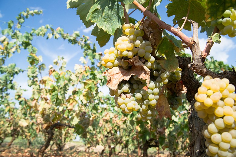 Weinland Uruguay - uruguaynischer Wein