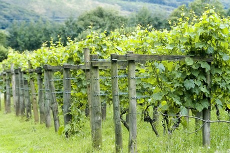 Weinland England - englischer Wein