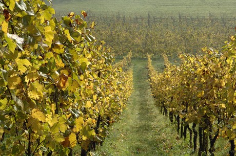Weinland Luxemburg - luxemburgischer Wein