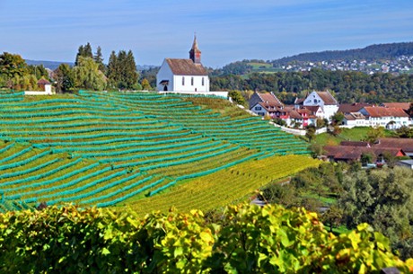 Weinland Schweiz - schweizer Wein