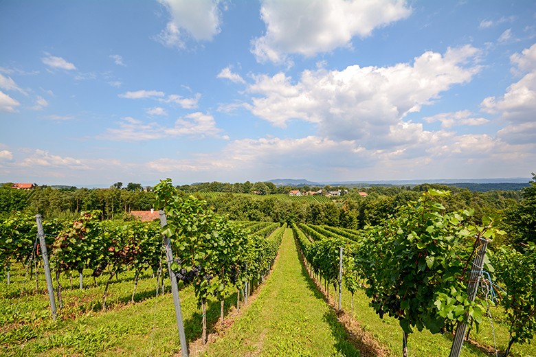 Weinfrühling Südburgenland