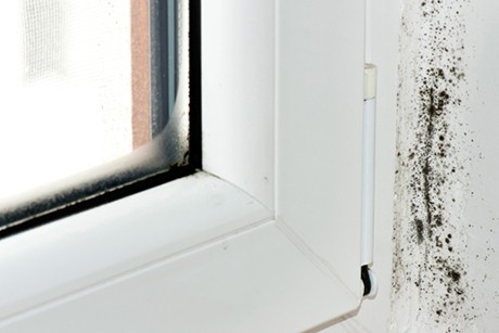 Schimmel an Fenster und Dichtungen entfernen