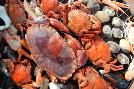 Schalentiere richtig kochen