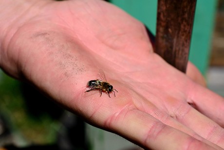Sofortmaßnahmen bei Bienen- und Insektenstichen