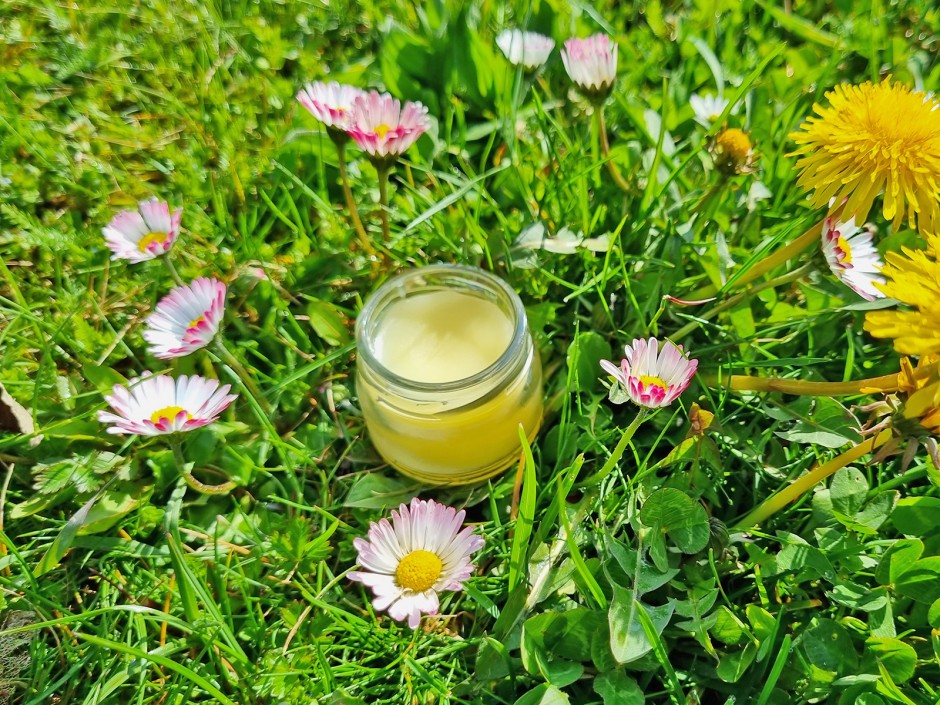 Gänseblümchen-Salbe Grundrezept