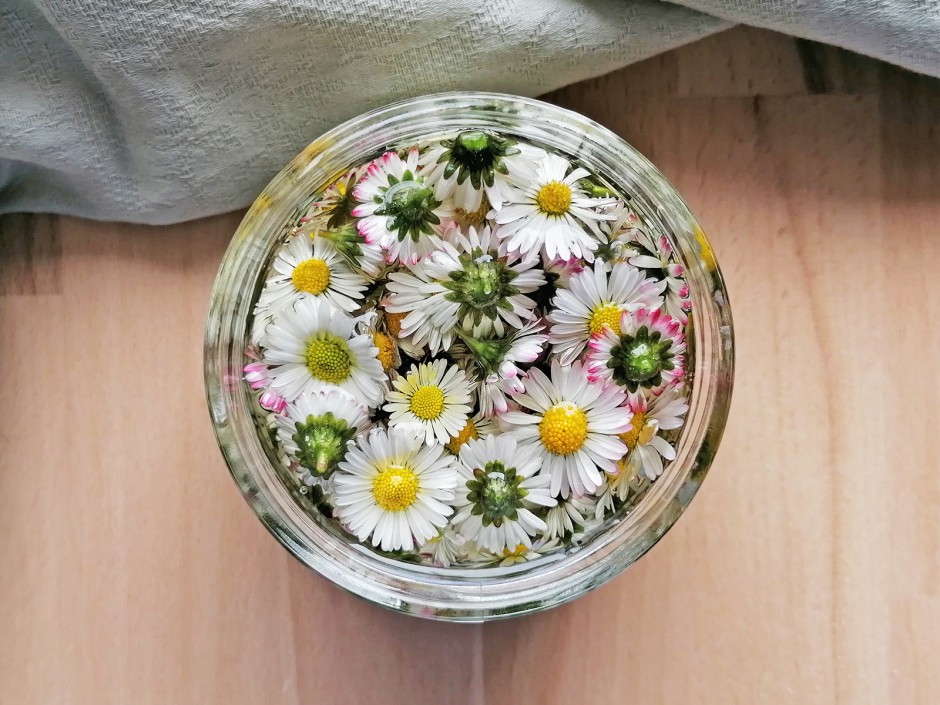 Gänseblümchen Mazerat ansetzen