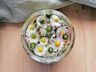 Gänseblümchen Mazerat ansetzen