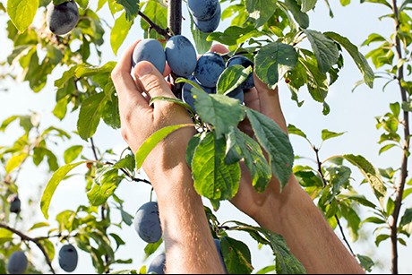 Obstgarten