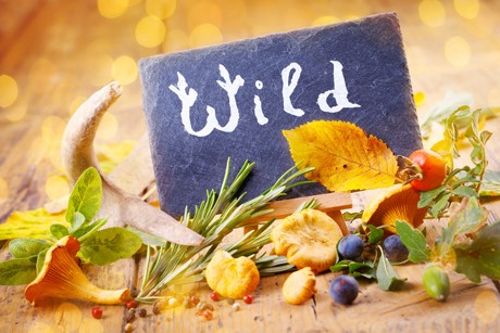 Wildsaison - Rund ums Wild