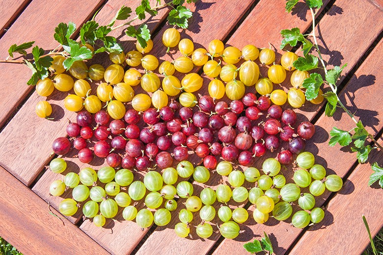 Stachelbeeren