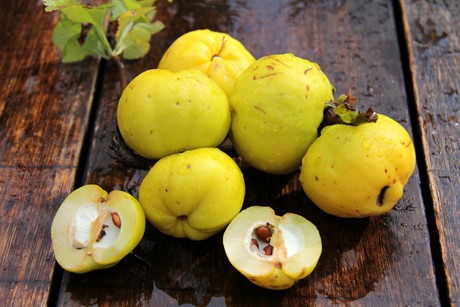 Quitten Rezepte