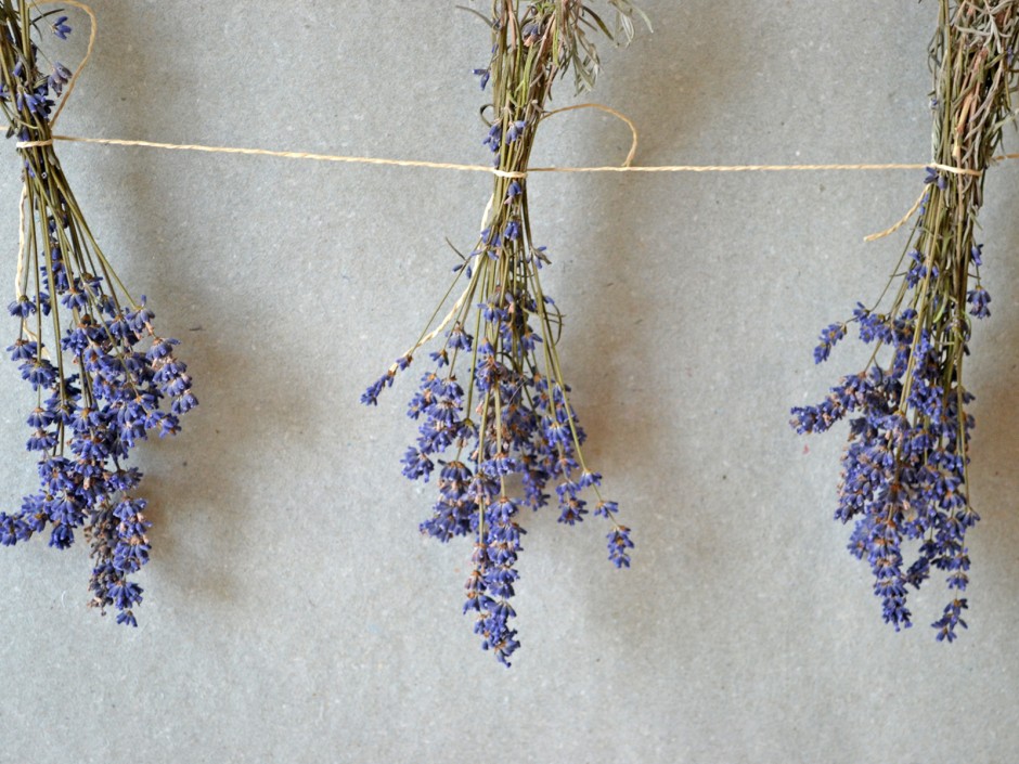 Getrockneter Lavendel