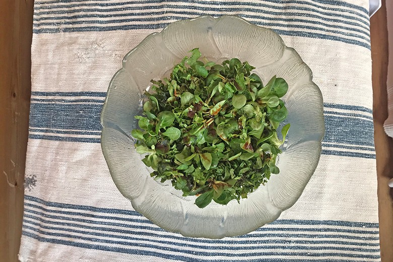 Wildkräutersalat