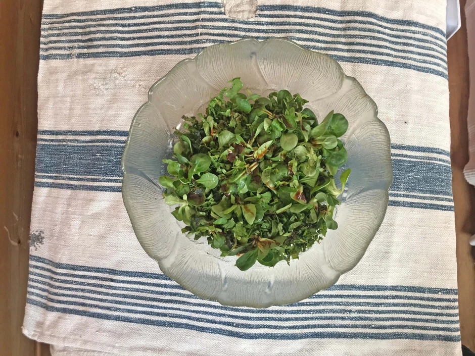 Wildkräutersalat
