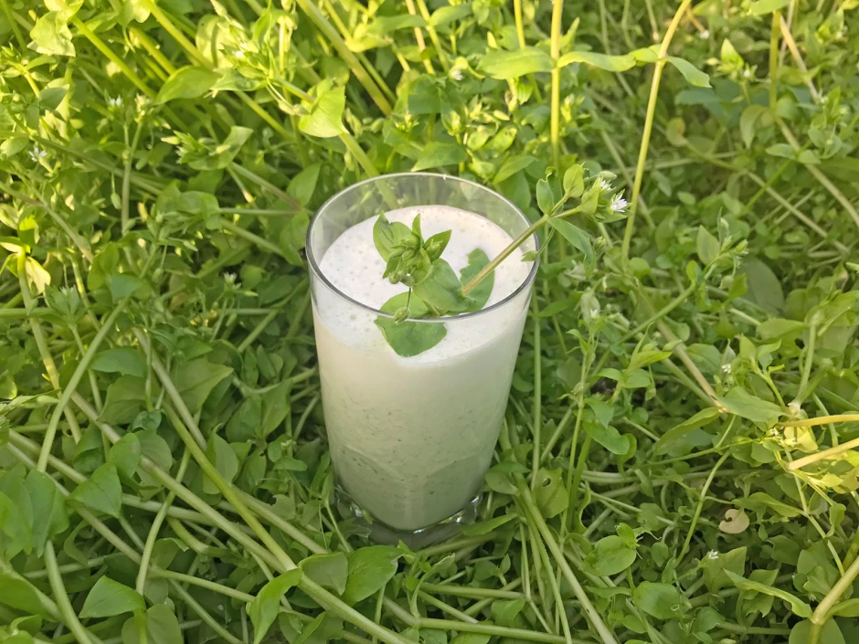 Milchshake mit Vogelmiere