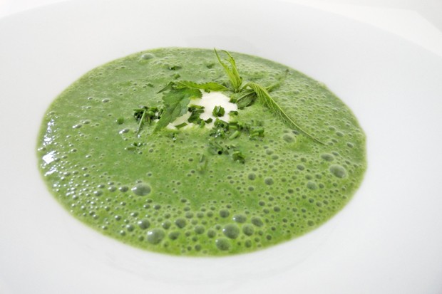 Brennnessel-Suppe