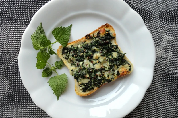 Brennessel Toast