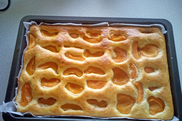 Marillenkuchen mit Joghurt