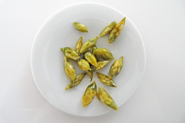 Bärlauchblütenknospen eingelegt