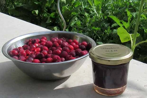 Felsenbirnen Marmelade
