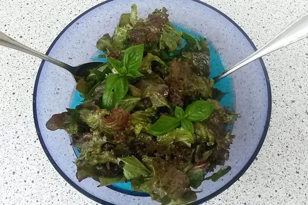 Eichblattsalat mit Basilikum