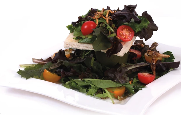 Salat-Dschungel mit Mehlw&uuml;rmern und Heuschrecken