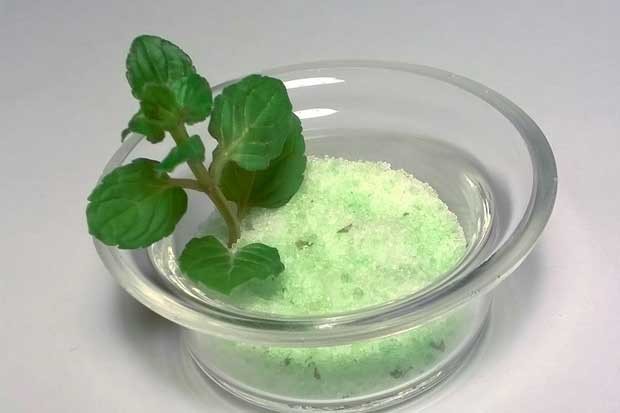 Grüner Pfefferminze-Zucker