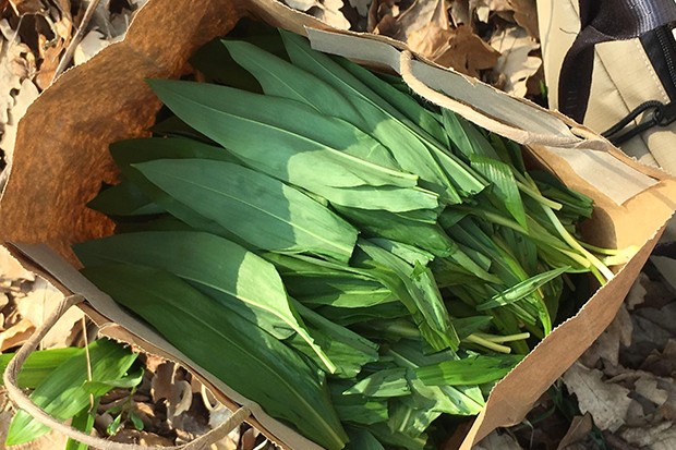 Bärlauch in Olivenöl eingelegt