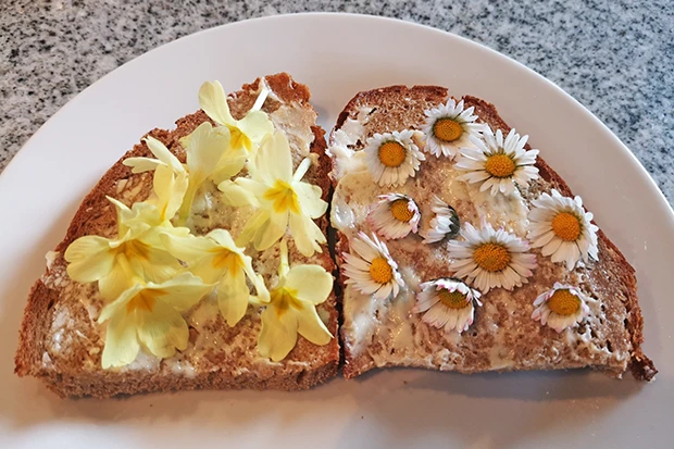 Blumen Butterbrot