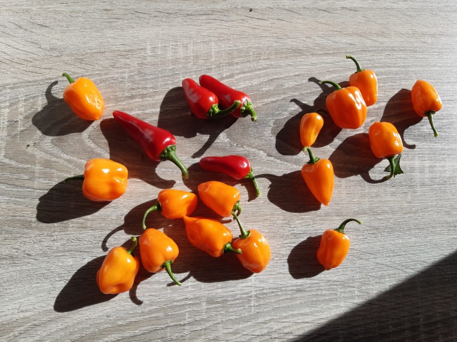 Habanero-Paste