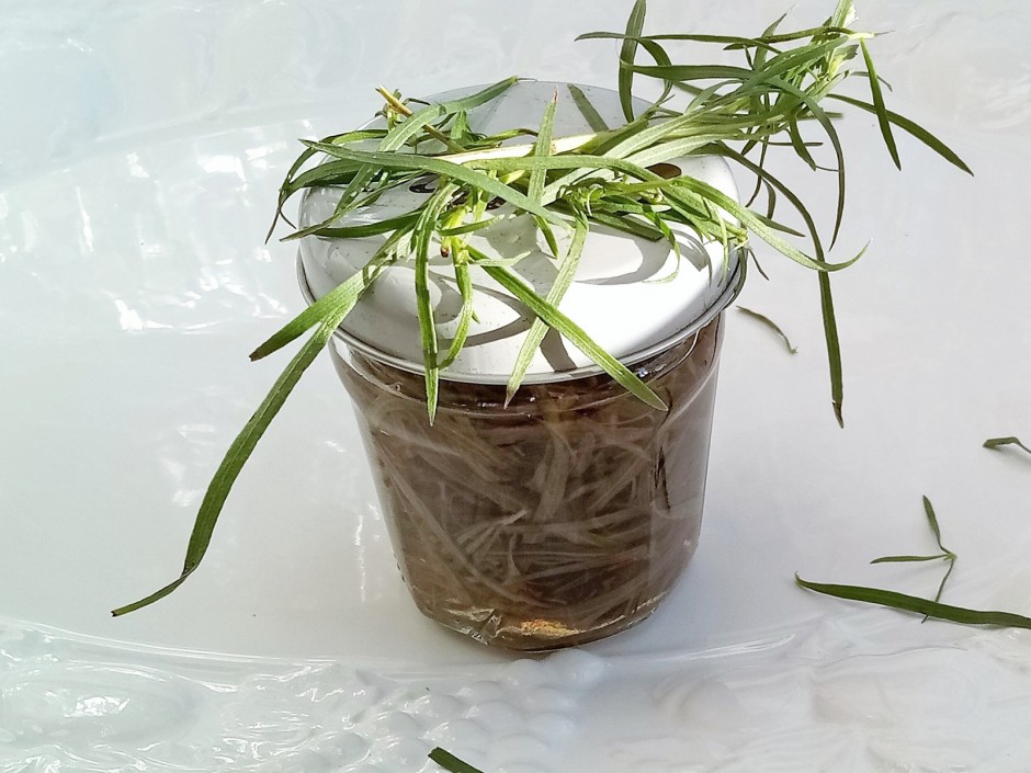 Estragon eingelegt
