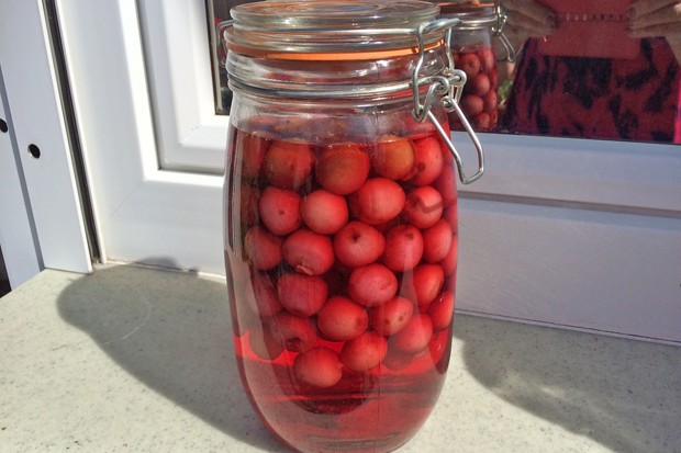 Angesetzter Kirschenlikör