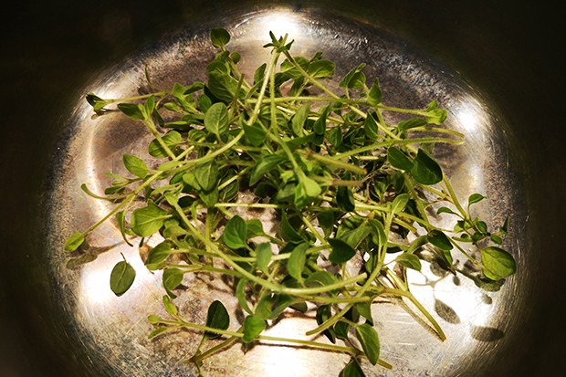 Oregano Tee