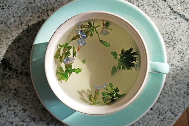 Lungenkraut-Tee