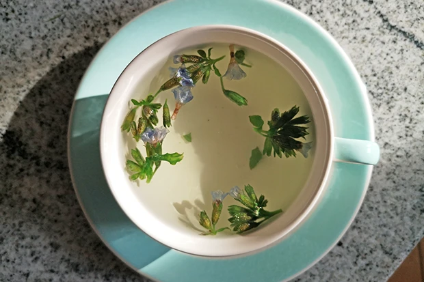 Lungenkraut-Tee