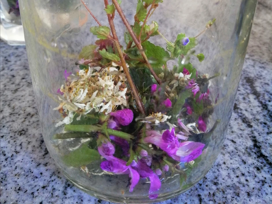 Taubnessel, Ehrenpreis, Schlehdornblüten Tee