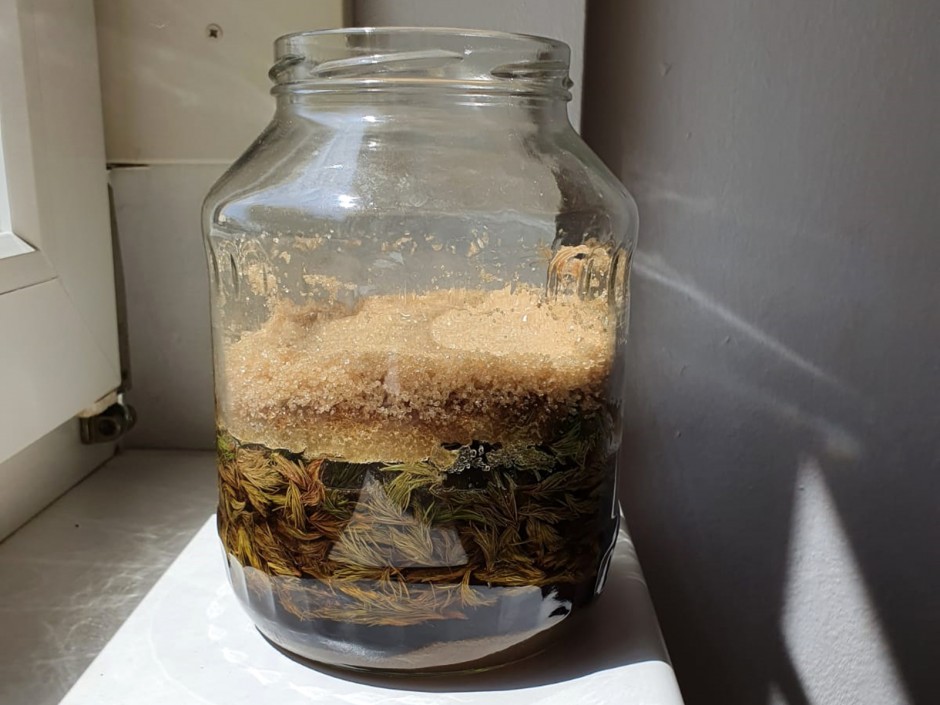 Selbstgemachter Maiwipfelsirup