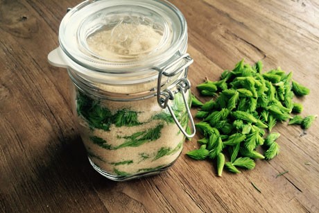 Wipferlsirup