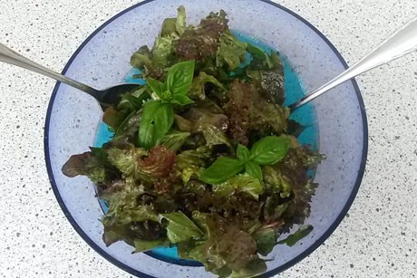 Eichblattsalat mit Basilikum