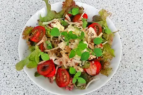 Bunter Salat mit frischem Oregano