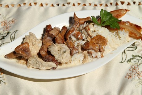 Huhn in Eierschwammerl - Sauce