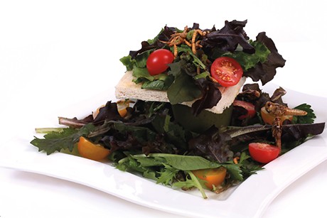 Salat-Dschungel mit Mehlwürmern und Heuschrecken