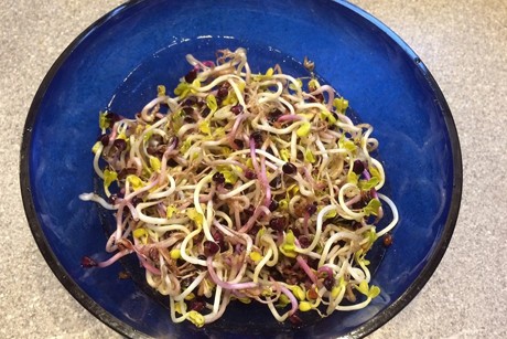 Sprossensalat