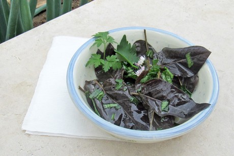 Salat von Roter Melde