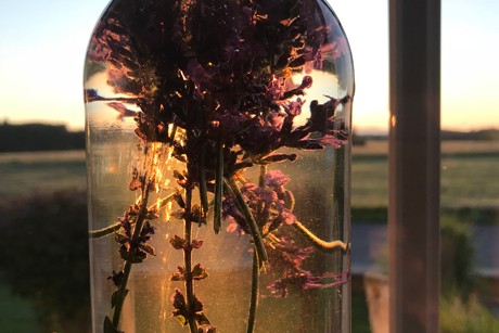 Salbei Lavendel Likör