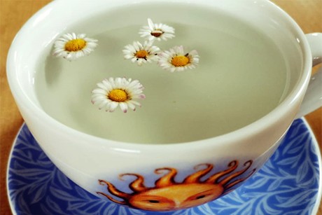 Gänseblümchen Tee