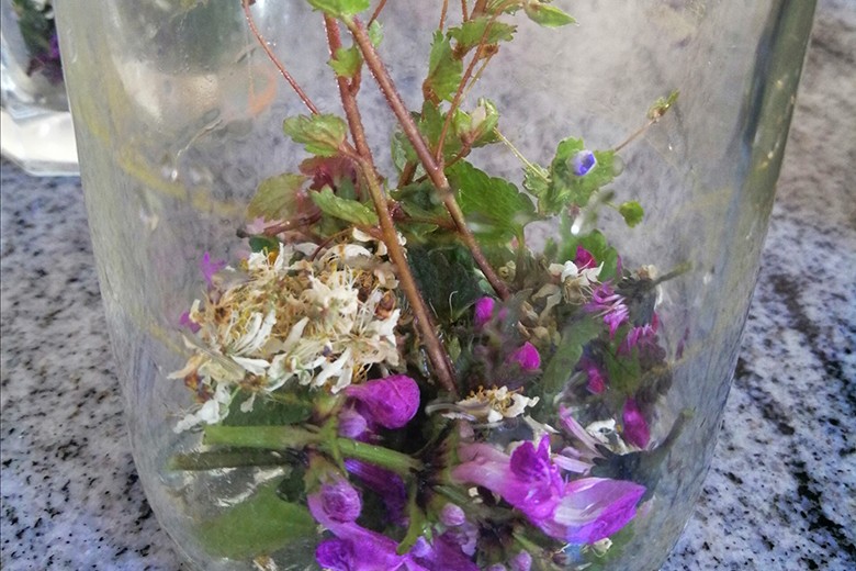 Taubnessel, Ehrenpreis, Schlehdornblüten Tee